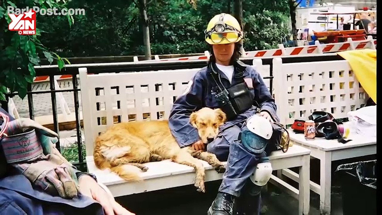 Chính phủ Mỹ mừng sinh nhật lần thứ 16 cho chú chó có công nhất quân đội