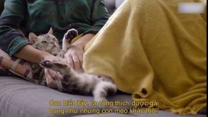 7 nguyên tắc làm bạn của mèo