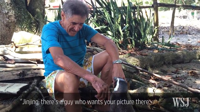 Chim cánh cụt vượt 8000km đi thăm ân nhân cứu mạng 2