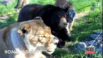 Lion, Tiger and Bear Are Inseparable After Being Found Abused in Basement