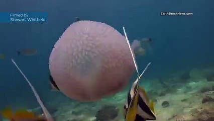 Cá sống bên trong sứa độc