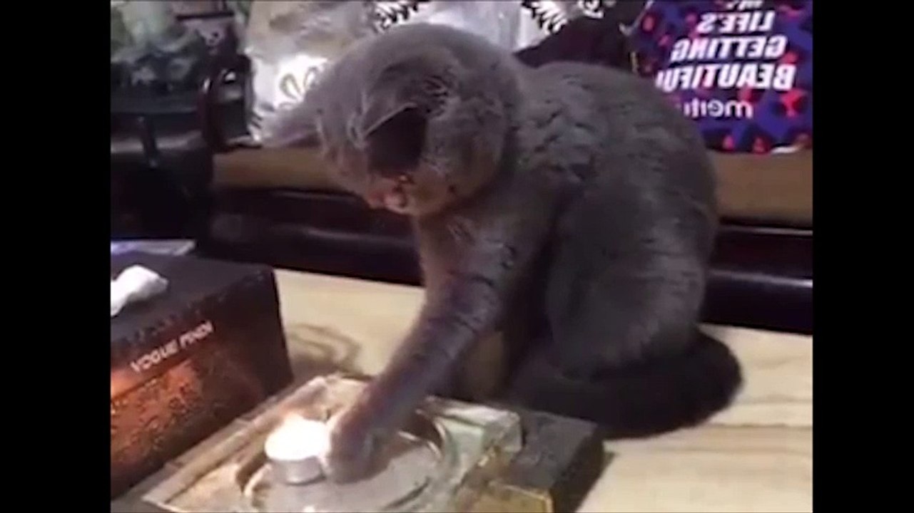 Những biểu cảm đáng yêu đến không ngờ của động vật