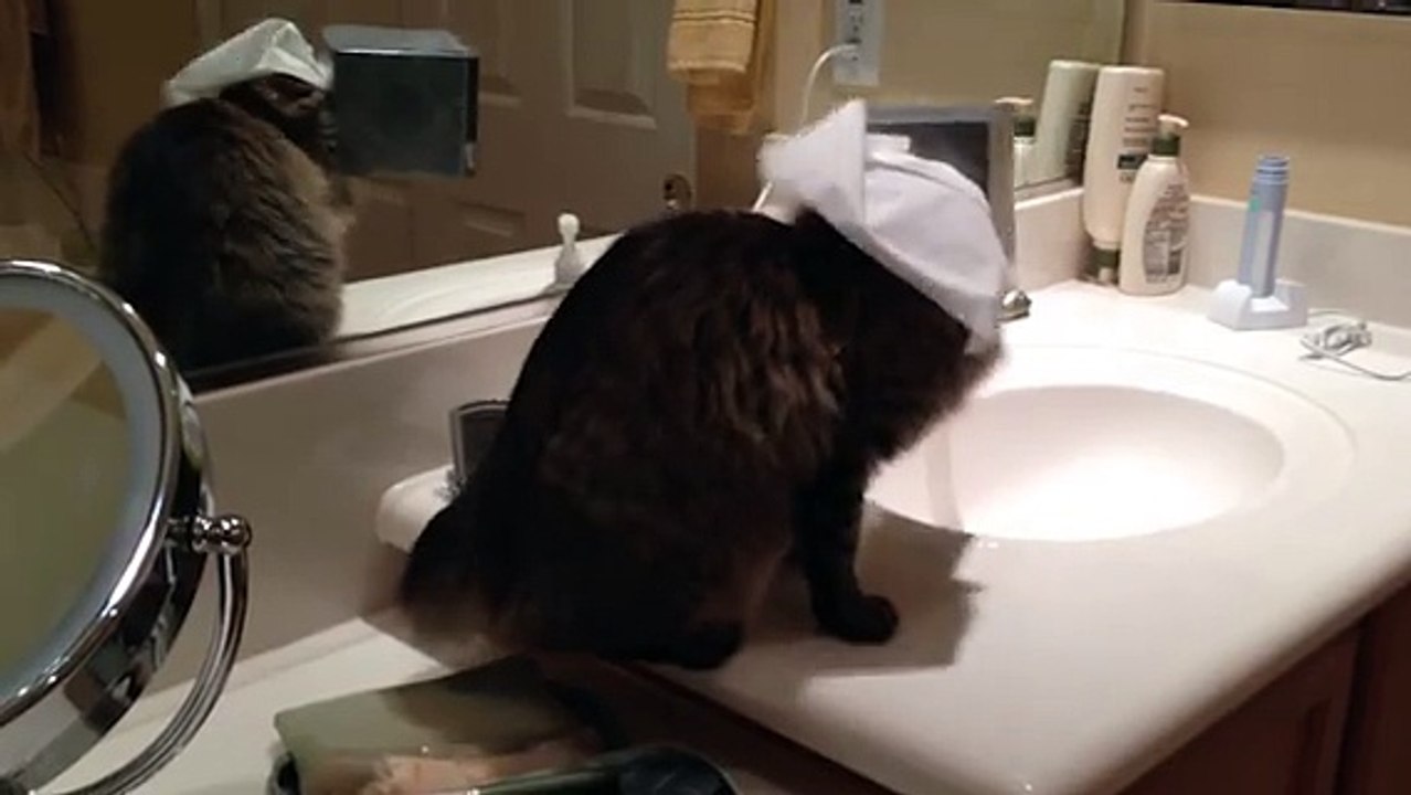 Curious Kitty Gets Stuck In Tissue Box