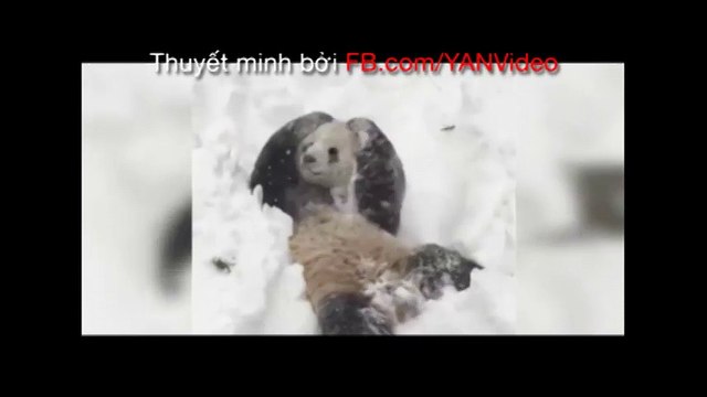 Chú gấu trúc có tên Tian Tian 18 tháng tuổi thích thú nô đùa trong tuyết trắng