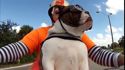 Cười ngất với những "xế cẩu" cực chất trên đường