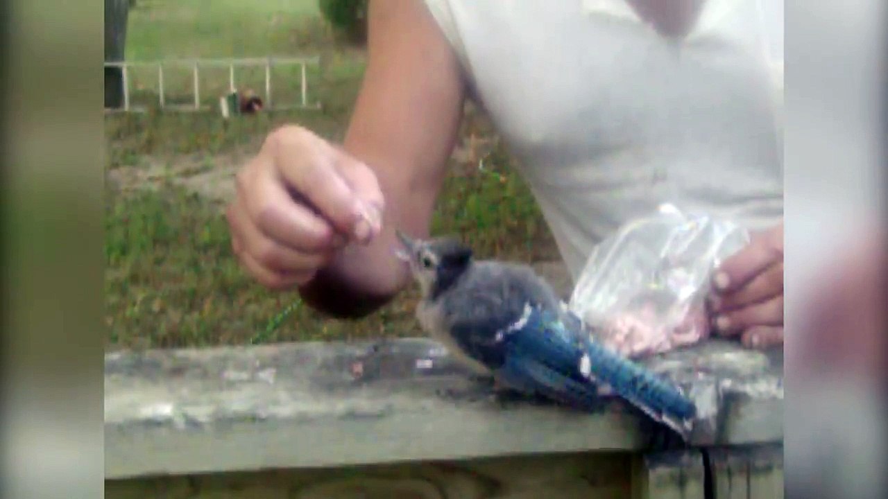 How To Befriend A Blue Jay