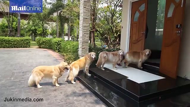 4 chú chó xếp hàng một đợi lau chân trước khi vào nhà