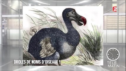 Mémoires - Oiseaux de légendes