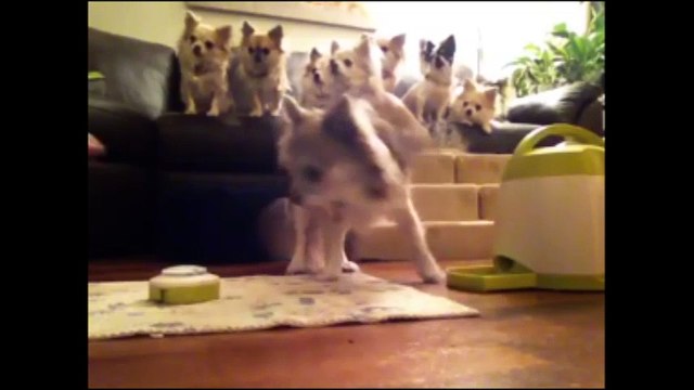 Choáng trước cảnh cho cả đàn chó con ăn cùng một lúc