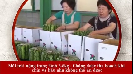10 Phát minh kỳ quặc của người Nhật