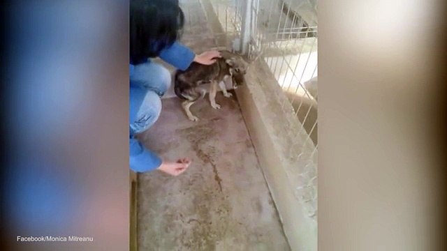 Chú chó bị ngược đãi không quen với sự chăm sóc