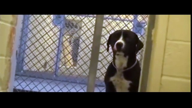 Chú chó vui mừng khi được nhận nuôi sau một thời gian dài