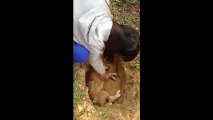 Cô chủ khóc hết nước mắt không nỡ rời xa khi tự tay chôn thú cưng của mình