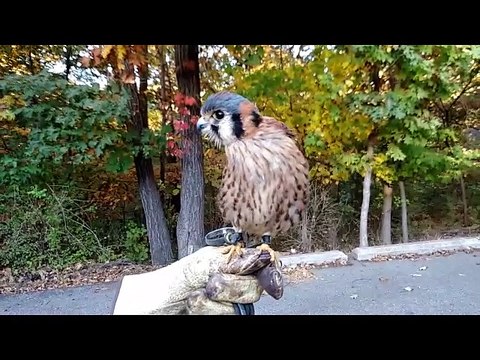 Bạn đã bao giờ nhìn thấy chim ó... múa bụng chưa?