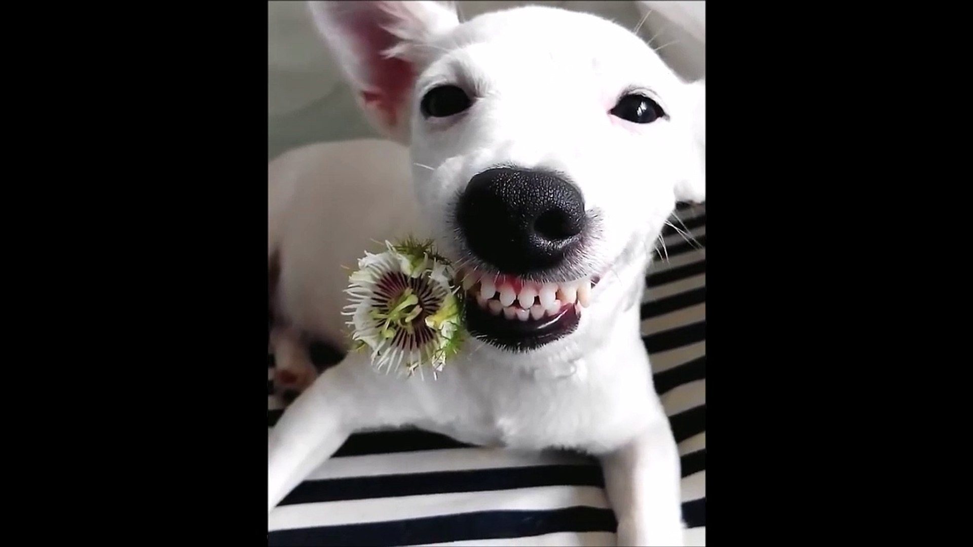 Le Chien Le Plus Mignon Vous Dit Bonjour Adorable Video Dailymotion