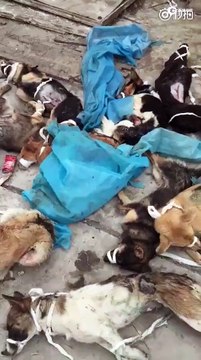 Những chú chó đầy vết thương bị vứt bỏ sau thí nghiệm