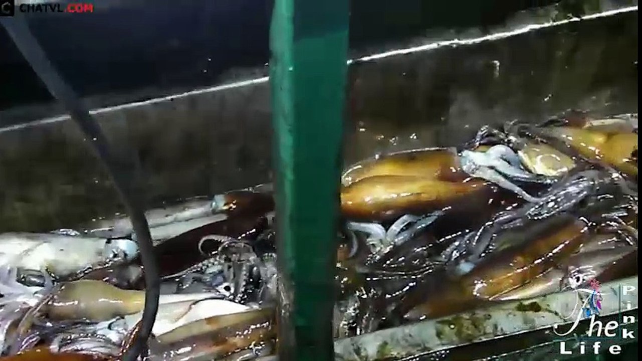 Sốc với máy câu mực ống tự động bắt được hàng tấn mực mỗi đêm