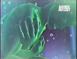 Le tardigrade, l'animal indestructible de notre planète