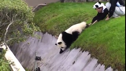 Chú gấu trúc cố gắng "đào tẩu" khiến người xem cười ngất