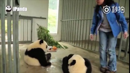 Đôi gấu trúc nhõng nhẽo không chịu tắm