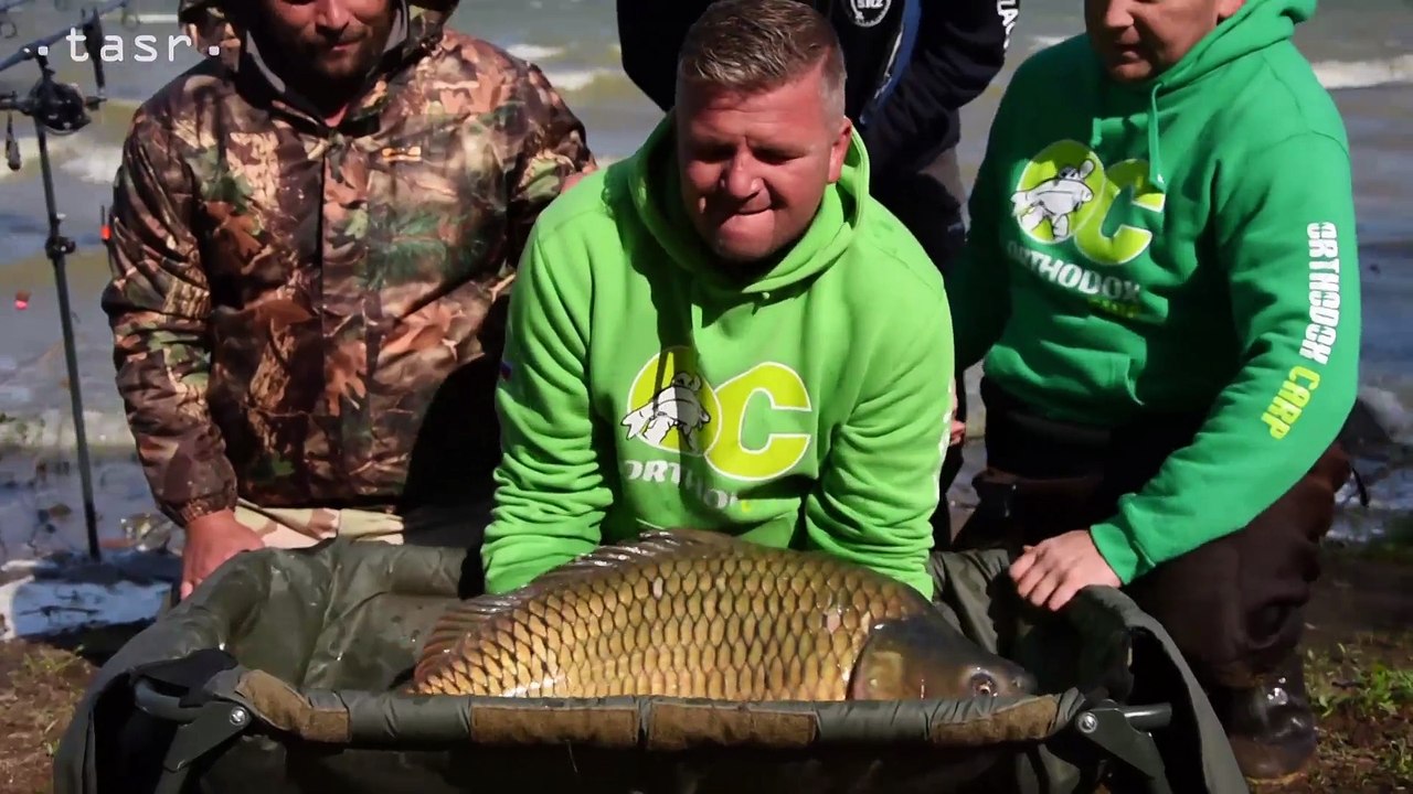 ZEMPLÍNSKY KAPOR: Tím CT Orhtodox carp SK ulovil kapra s váhou 20,85 kg