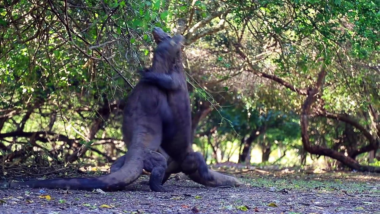 Combat de dragons de Komodo filmé en slow motion