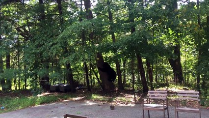 Ce débile essaye d'effrayer un ours dans son jardin..