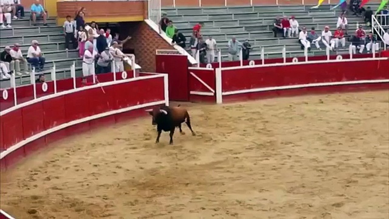 Choc frontal entre 2 taureaux : double KO, les 2 sont mort sur le coup