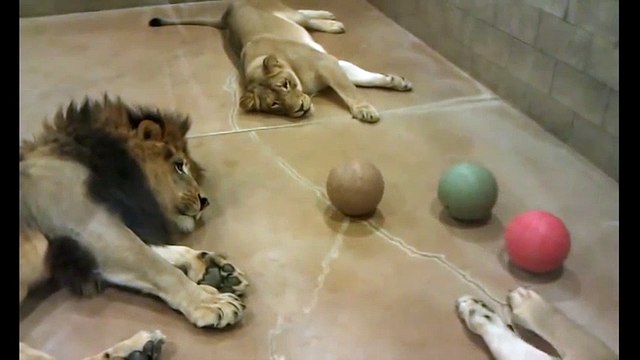 Cười ngất với màn chơi bóng của những chú sư tử lười biếng