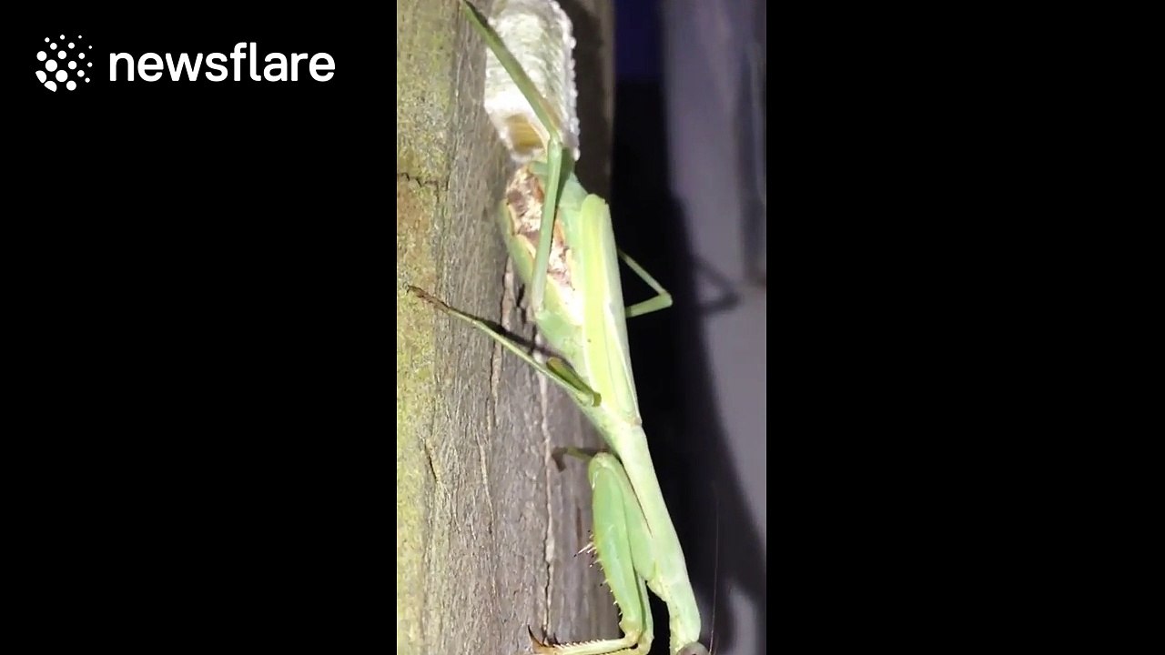Praying mantis constructing her egg pod