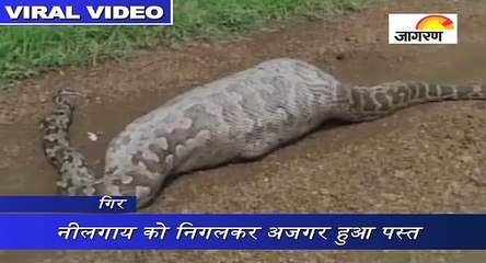 वायरल वीडियो में देखिए, नीलगाय को निगलकर अजगर हुआ पस्त