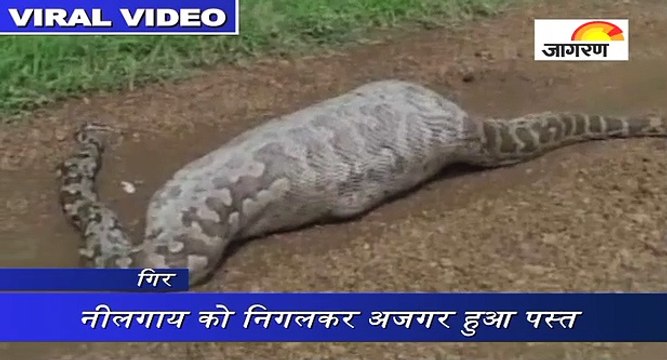 वायरल वीडियो में देखिए, नीलगाय को निगलकर अजगर हुआ पस्त