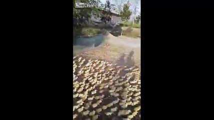 Cảnh tượng kinh ngạc: 5000 chú vịt con "tràn" xuống ao cùng một lúc