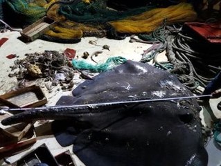 Bilimsel Araştırma Sırasında Dev Vatoz Teknede Doğum Yaptı