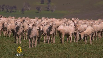 Sheep farming making a comeback in Australia