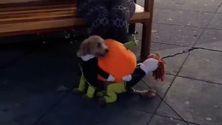 Dog wears a doll (pumpkin)