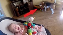 Beagle ruba il giocattolo al neonato e poi si sente in colpa