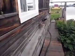 Chiede al cane di riportare il gatto in casa. Ecco come obbedisce!