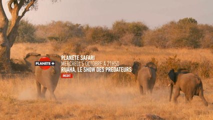 Planète safari - Extrait de l'épisode 2