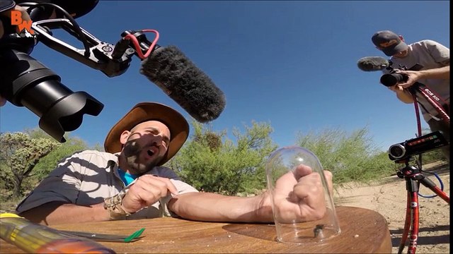 Il se laisse volontairement piquer par une fourmi de feu et le regrette immédiatement