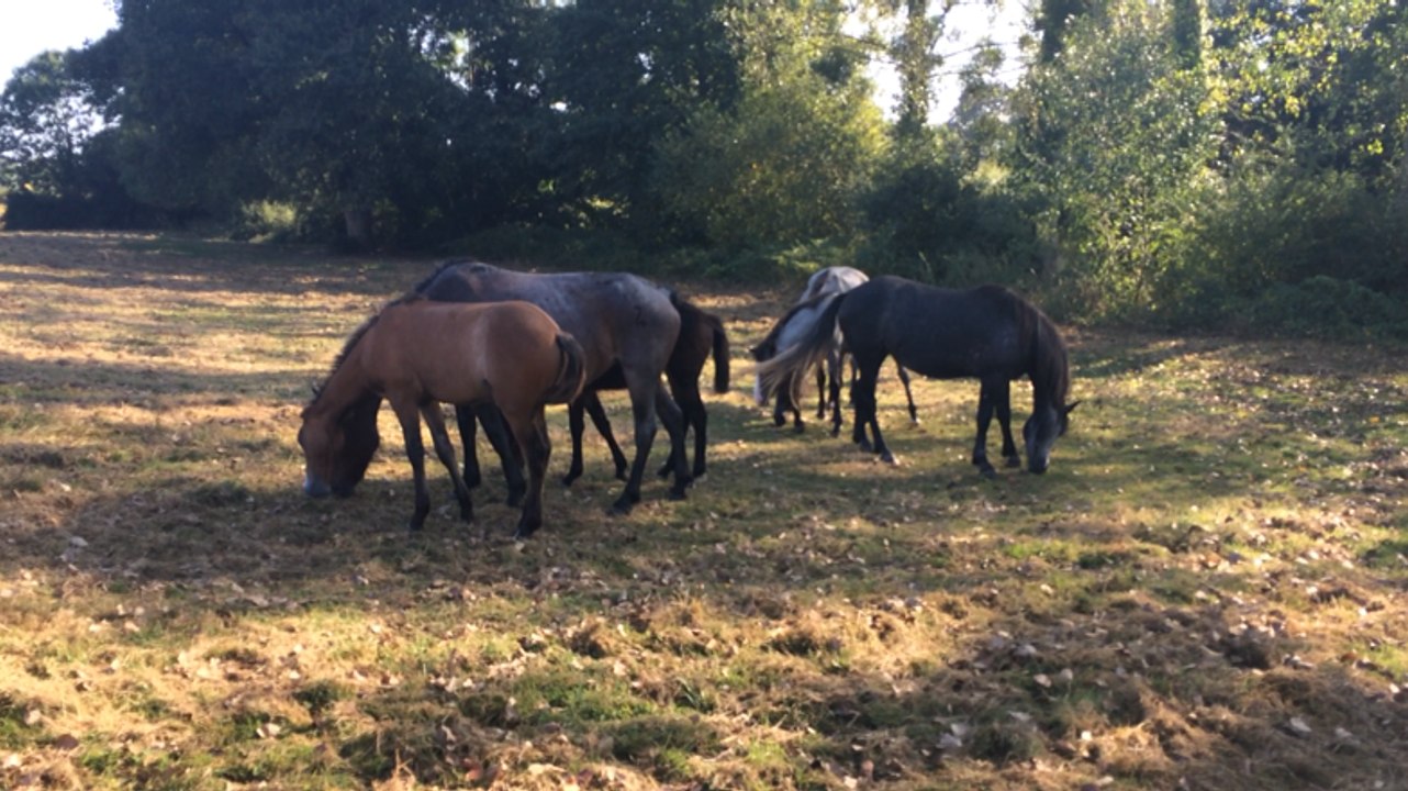 Visite du haras des Gigandieres à Foussais Payré