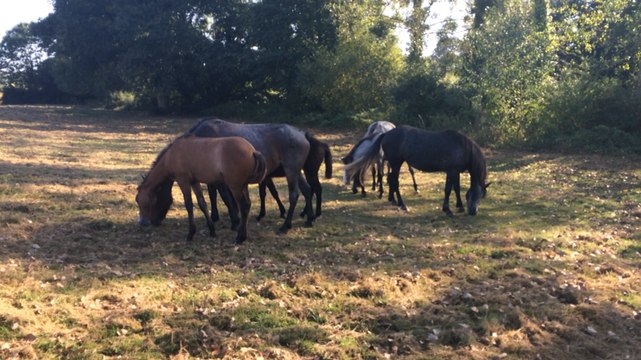 Visite du haras des Gigandieres à Foussais Payré