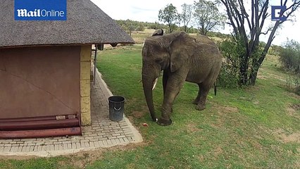 Chú voi nhặt rác bỏ vào thùng