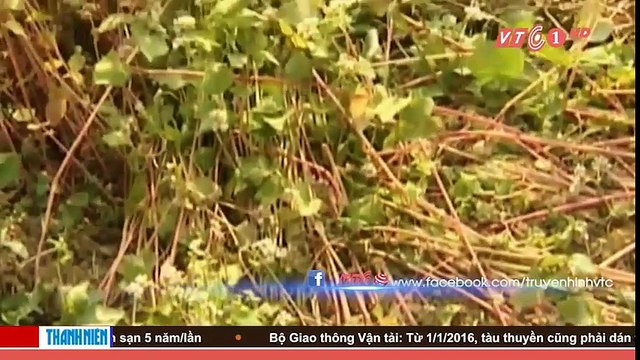 Vô tư giẫm đạp hoa tam giác mạch gây bức xúc dư luận