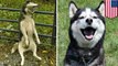 Anjing Husky ditusuk dan digantung di pagar - Tomonews