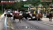 Đàn bò lay bạn bị tai nạn giao thông