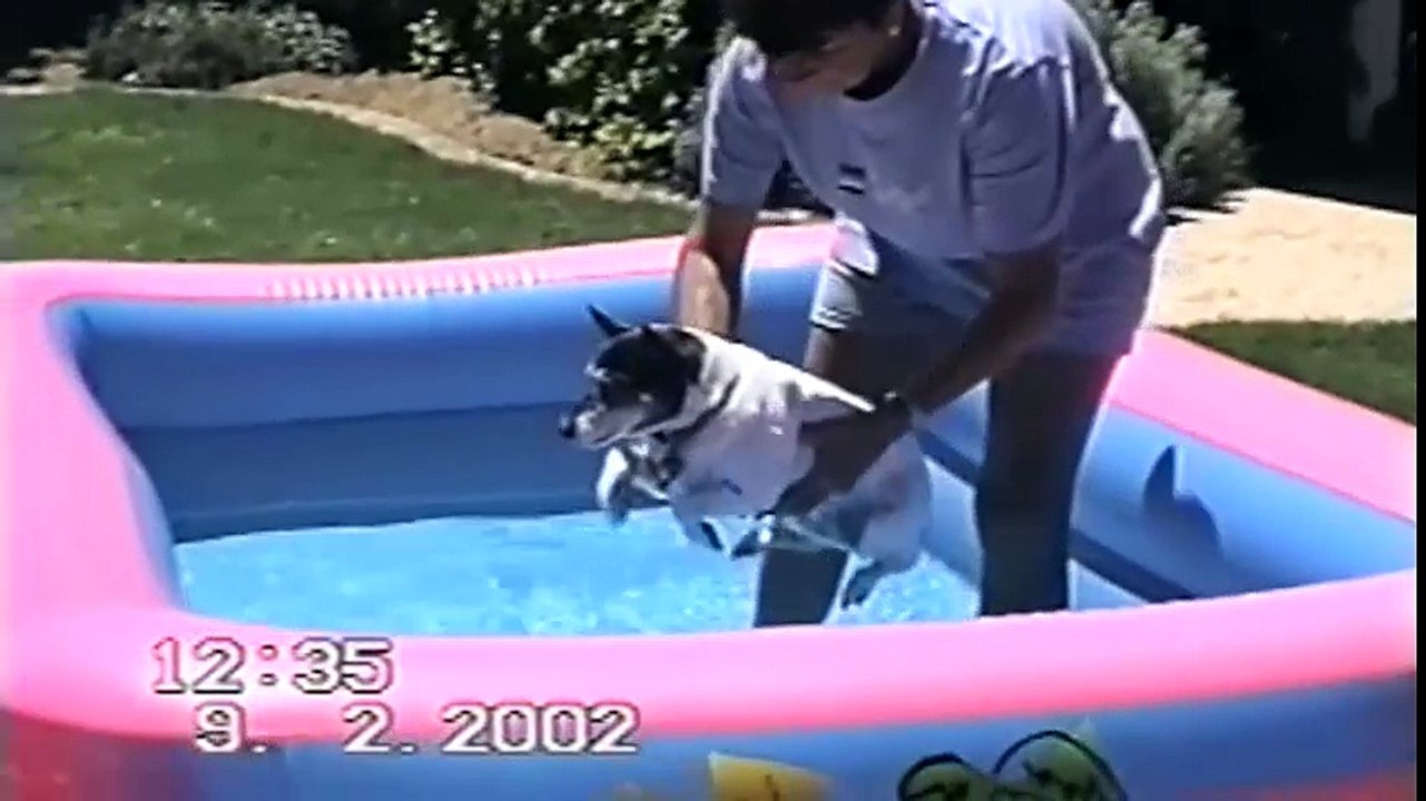 Những chú chó mê nước cực đáng yêu