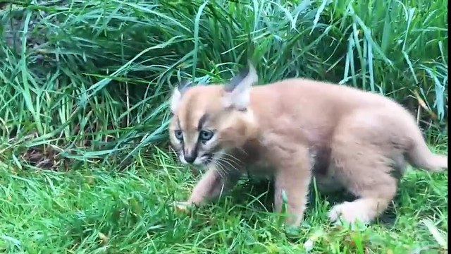 Cận cảnh loài mèo rừng có hình dáng hệt như Pokemon