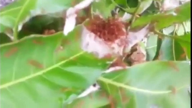 Thanh niên nghịch dại nhất năm