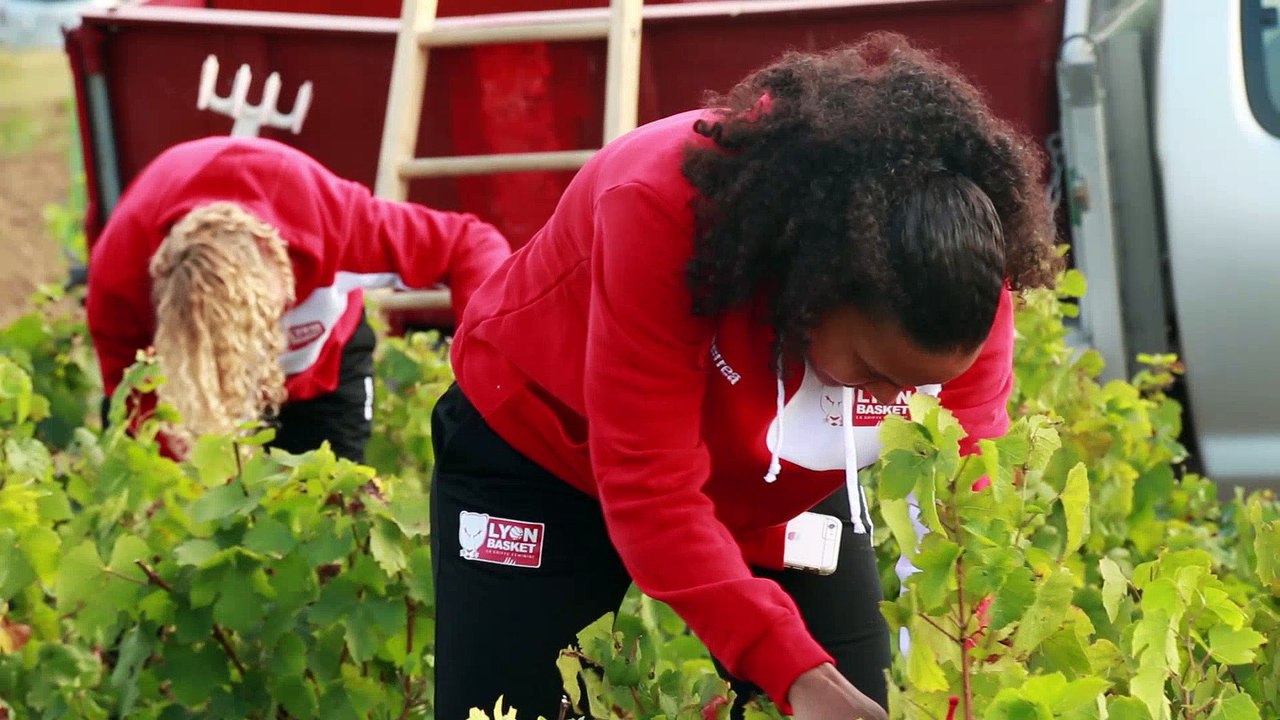Lyon Basket 2016-2017 : Vis Ma Vigne
